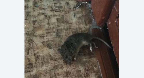 Дезинфекция от мышей в Нижегородском районе Москвы