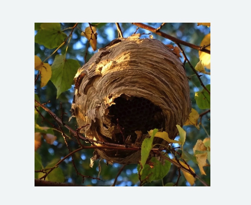 Обработка от шершней в Нижегородском районе Москвы