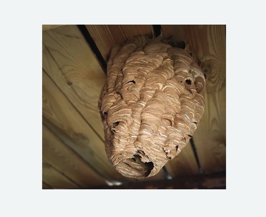 обработка от шершней в Нижегородском районе Москвы