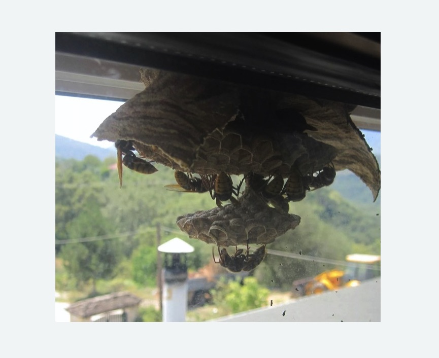 Уничтожение гнёзд шершней в Нижегородском районе Москвы