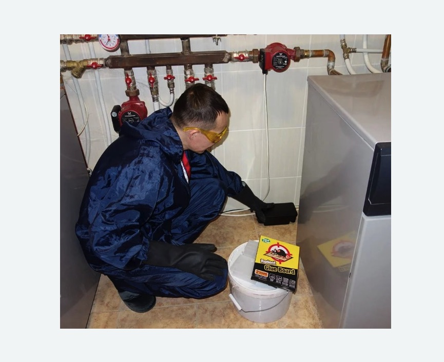 Уничтожение крыс в Нижегородском районе Москвы